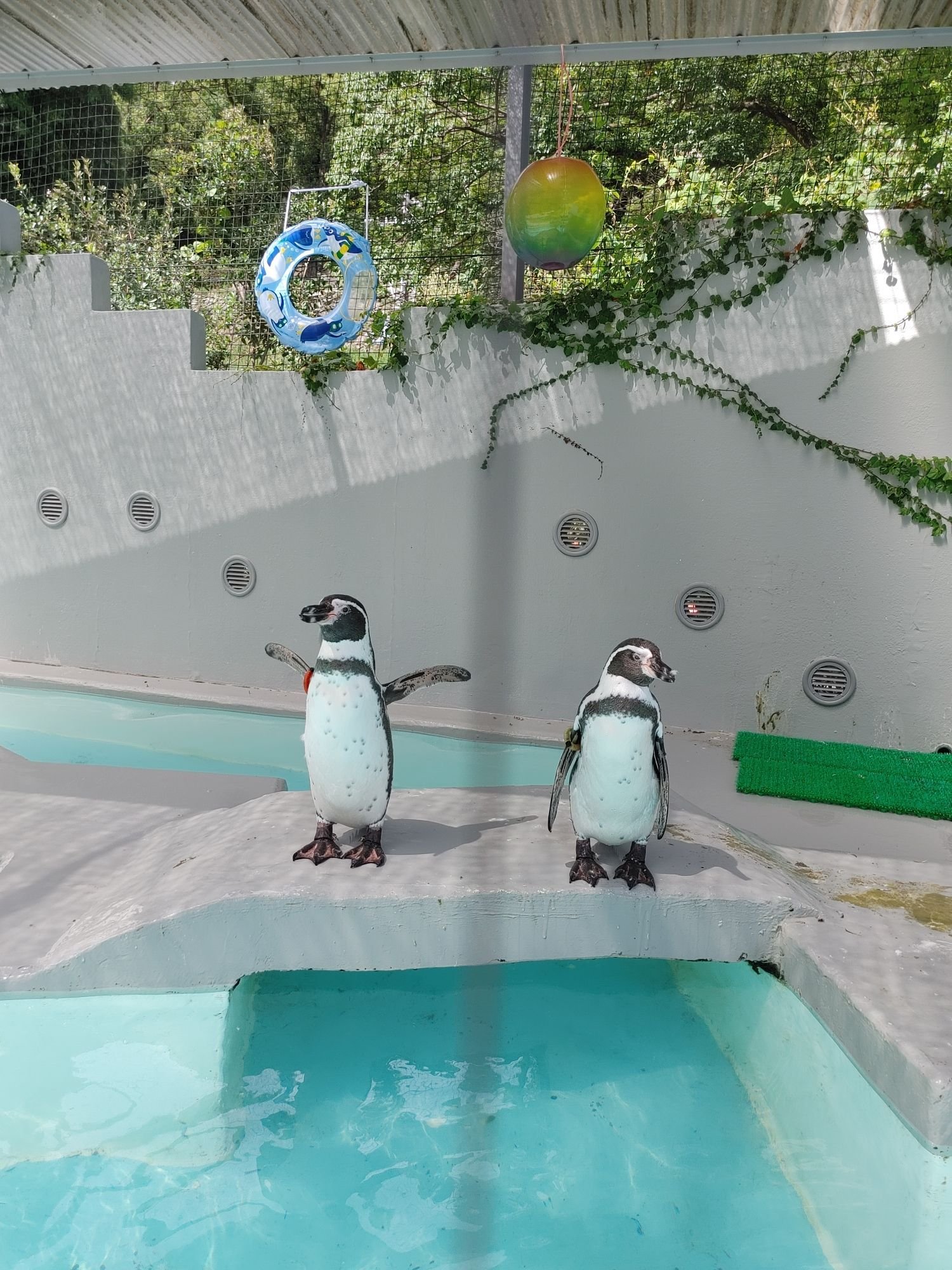 🏞️ 와카야마성 공원 동물원(와카야마조코엔도부츠엔) 이미지 3